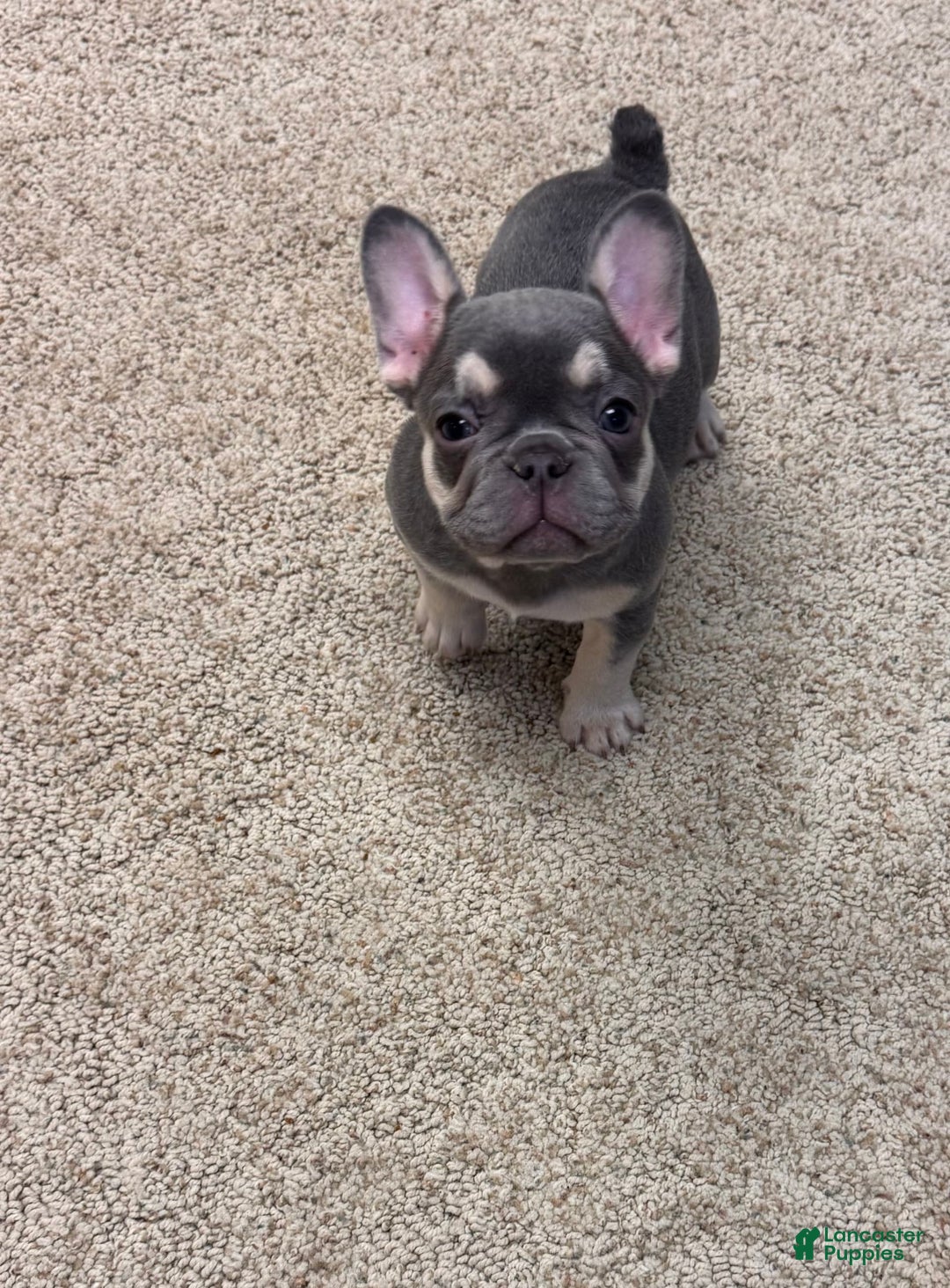 French Bulldog dogs for sale: Sunny - Image 1