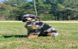 Mini Goldendoodle dogs for sale: Micro Piper - Image 4