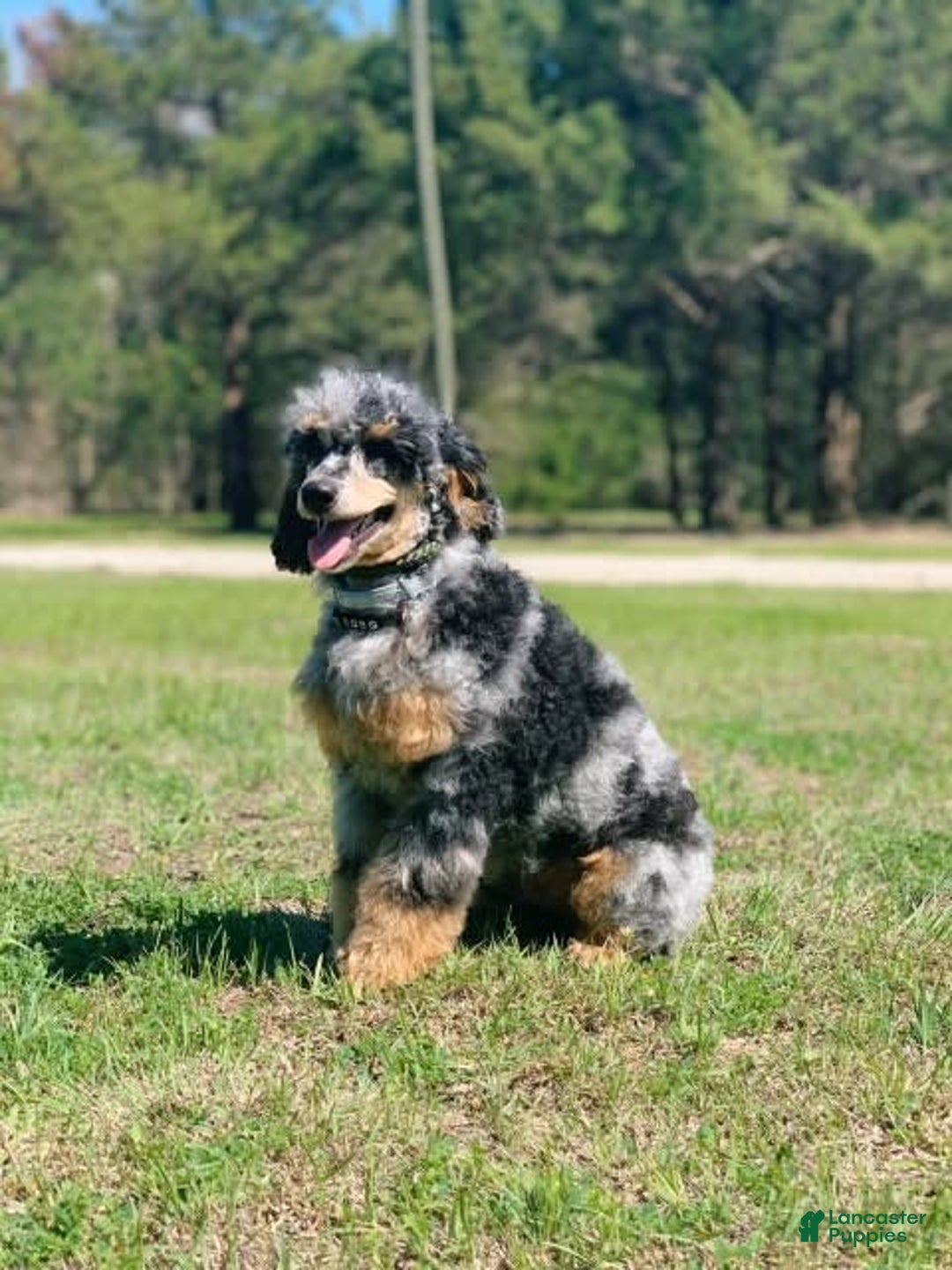 Mini Goldendoodle dogs for sale: Micro Piper - Image 4