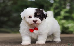 Havanese dogs for sale: Hayes - Image 3