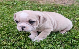 English Bulldog dogs for sale: Snow Colt - Image 1