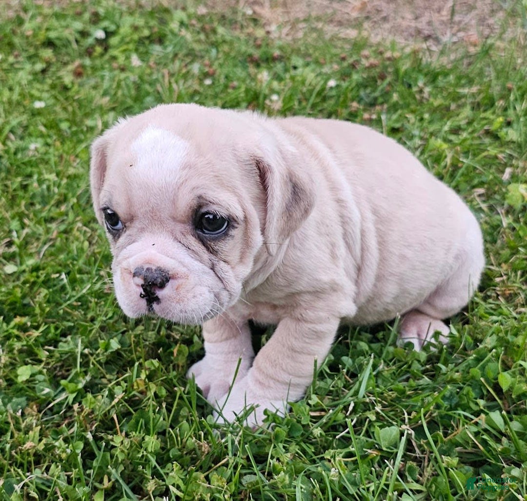 English Bulldog dogs for sale: Snow Colt - Image 1
