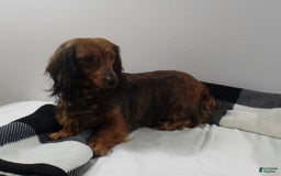 Dachshund dogs for sale: Benson - Image 6