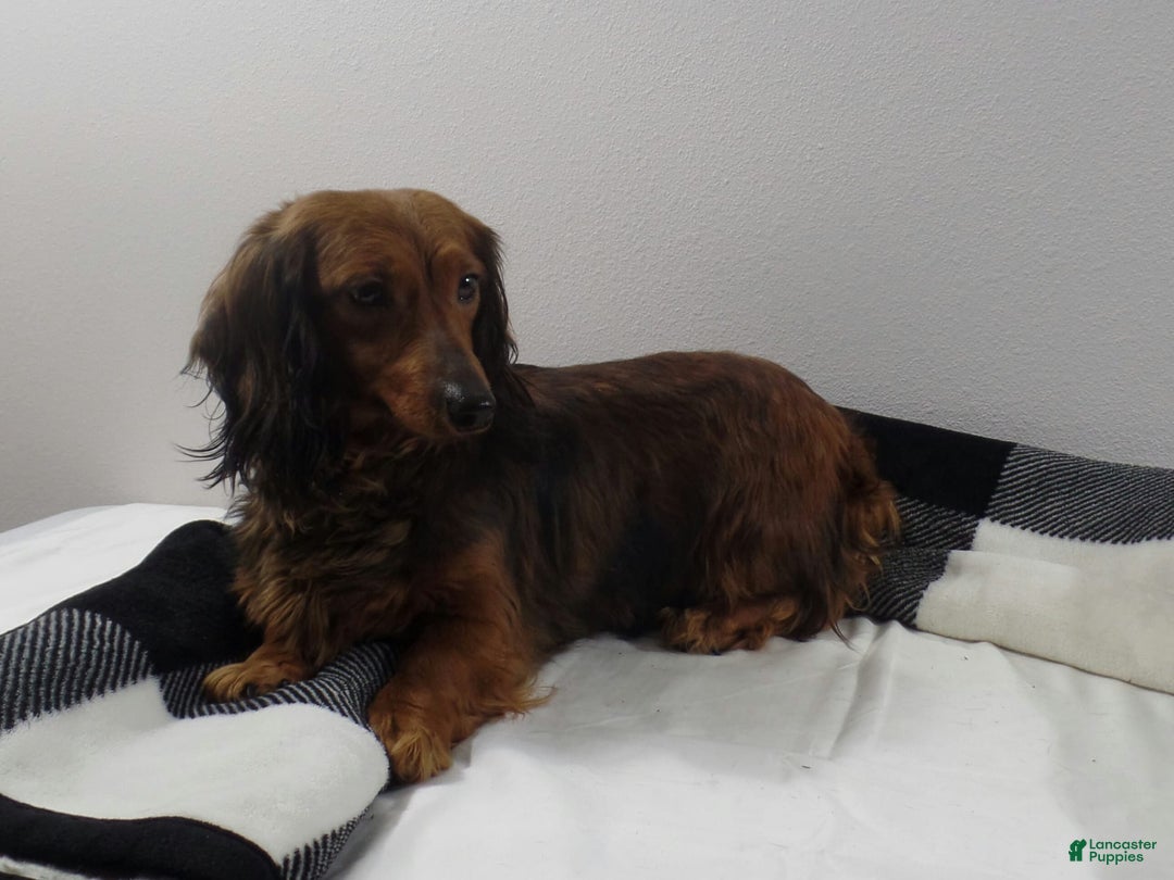 Dachshund dogs for sale: Benson - Image 6
