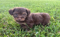 Aussiedoodle dogs for sale: Atlas - Image 8