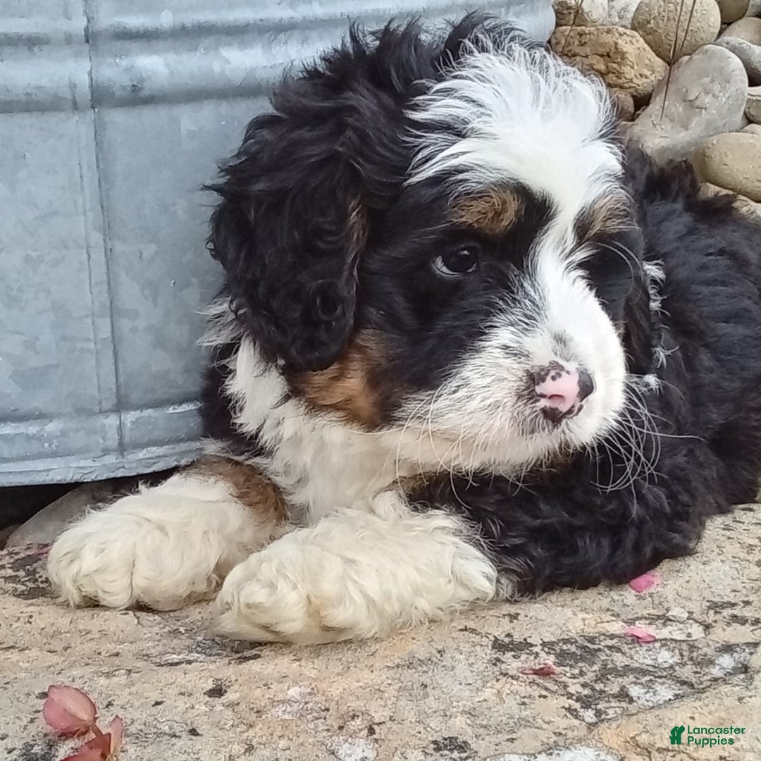 Mini Bernedoodle dogs for sale: Banjo - Image 4