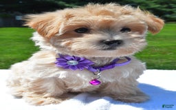 Maltipoo dogs for sale: Kori - Image 3