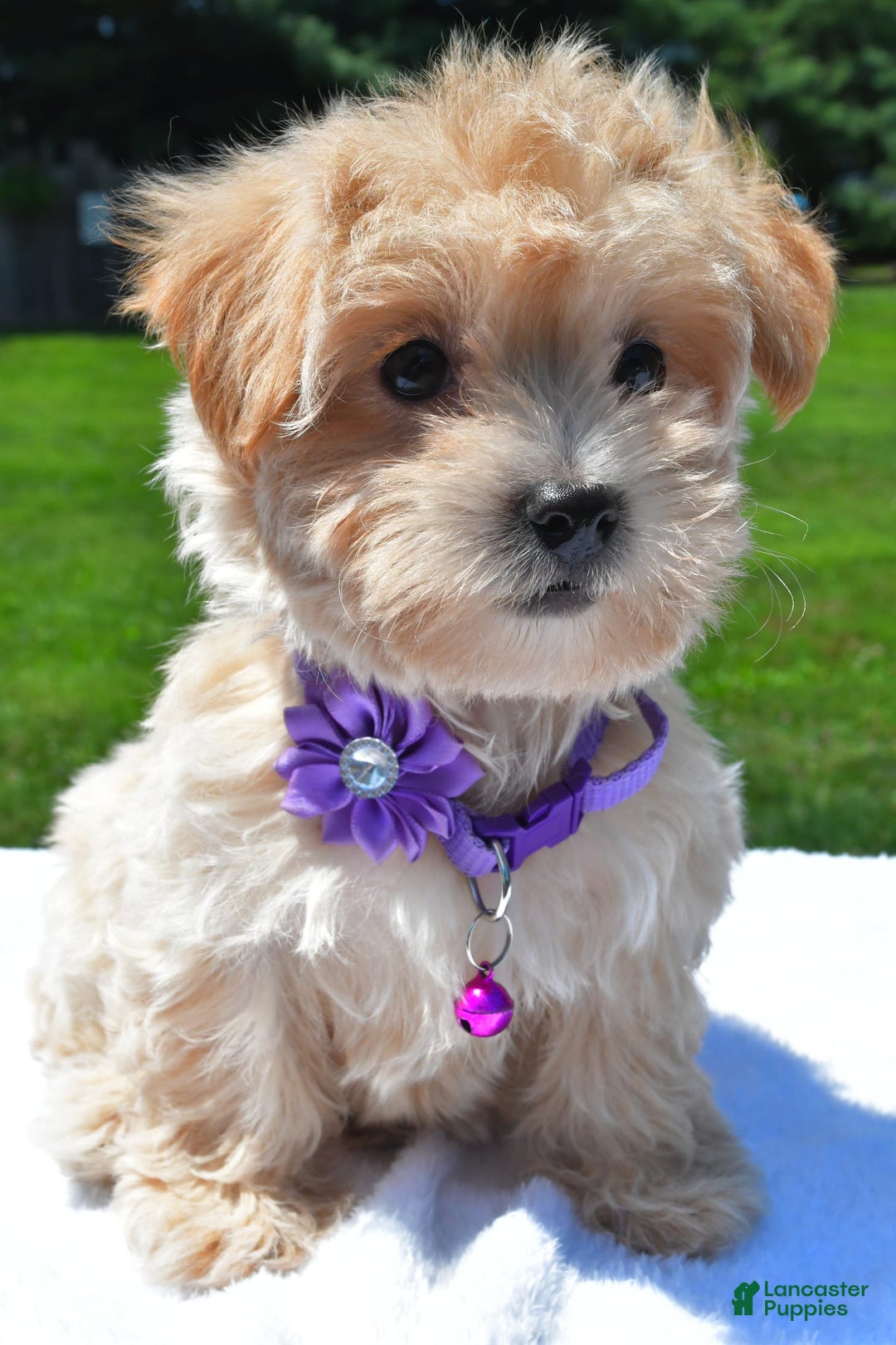 Maltipoo dogs for sale: Kori - Image 3