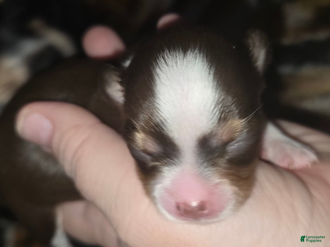 Chihuahua dogs for sale: Long Hair Chocolate/white Boy - Image 4