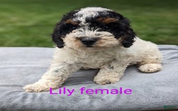 Mini Goldendoodle dogs for sale: Lily - Image 2