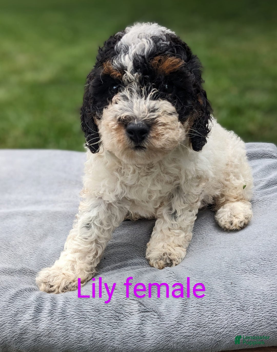 Mini Goldendoodle dogs for sale: Lily - Image 2