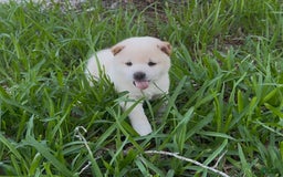 Shiba Inu dogs for sale: Yuki - Image 10