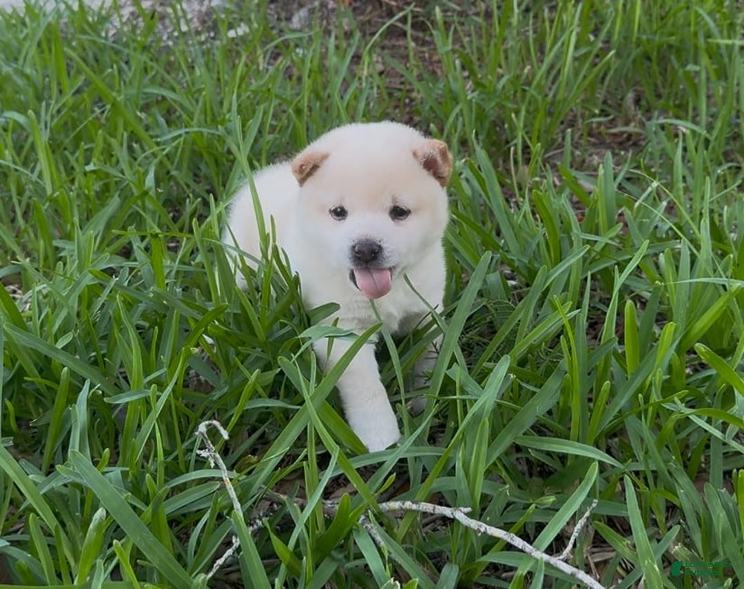 Shiba Inu dogs for sale: Yuki - Image 10