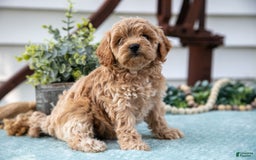 Cavapoo dogs for sale: Penelope - Image 2