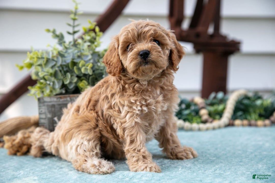 Cavapoo dogs for sale: Penelope - Image 2