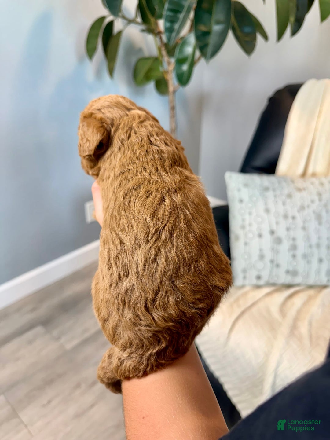 Mini Goldendoodle dogs for sale: Tobi - Image 2
