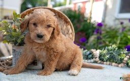 Goldendoodle dogs for sale: Trixie - Image 1