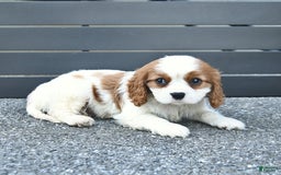 Cavalier King Charles Spaniel dogs for sale: Taylor - Image 4