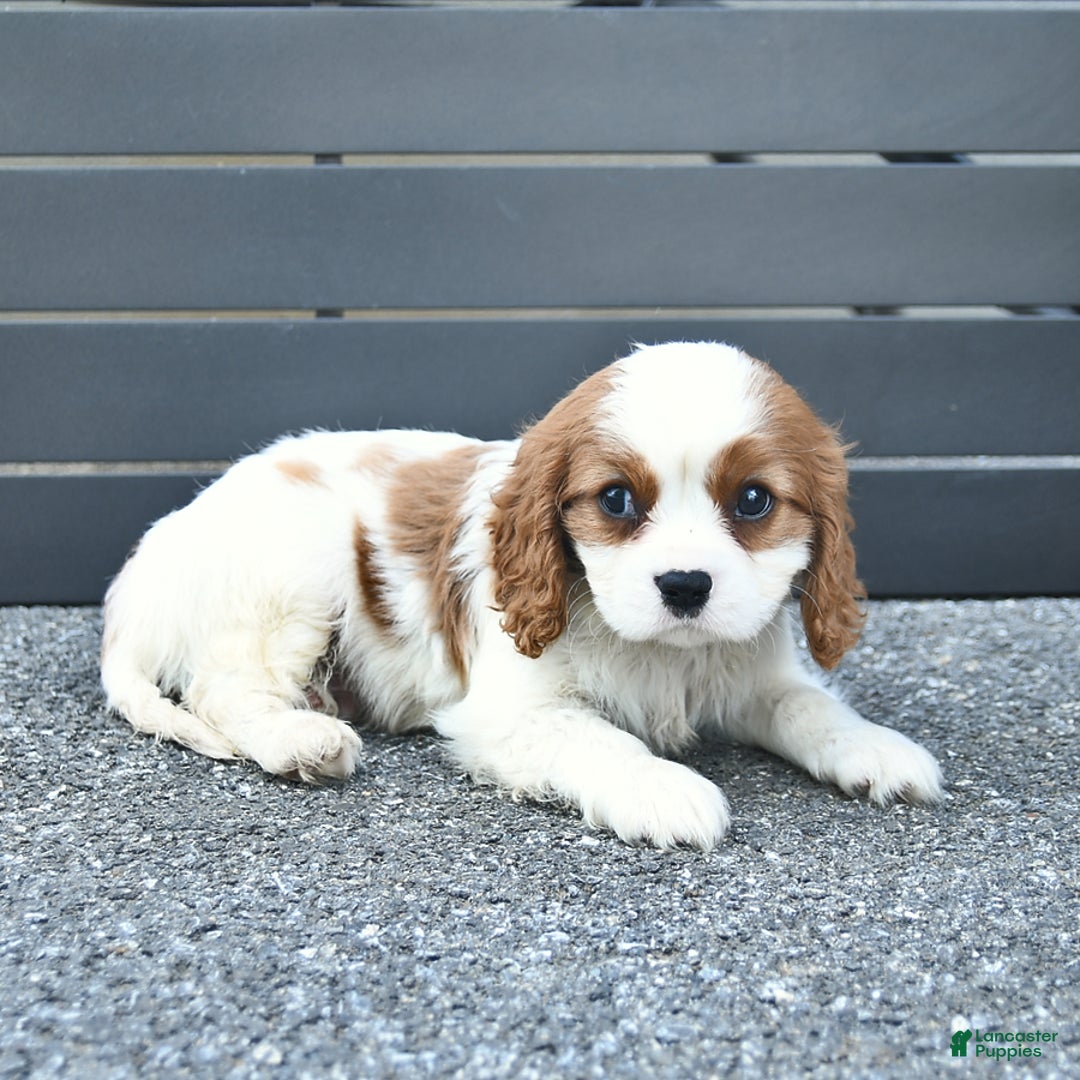 Cavalier King Charles Spaniel dogs for sale: Taylor - Image 4
