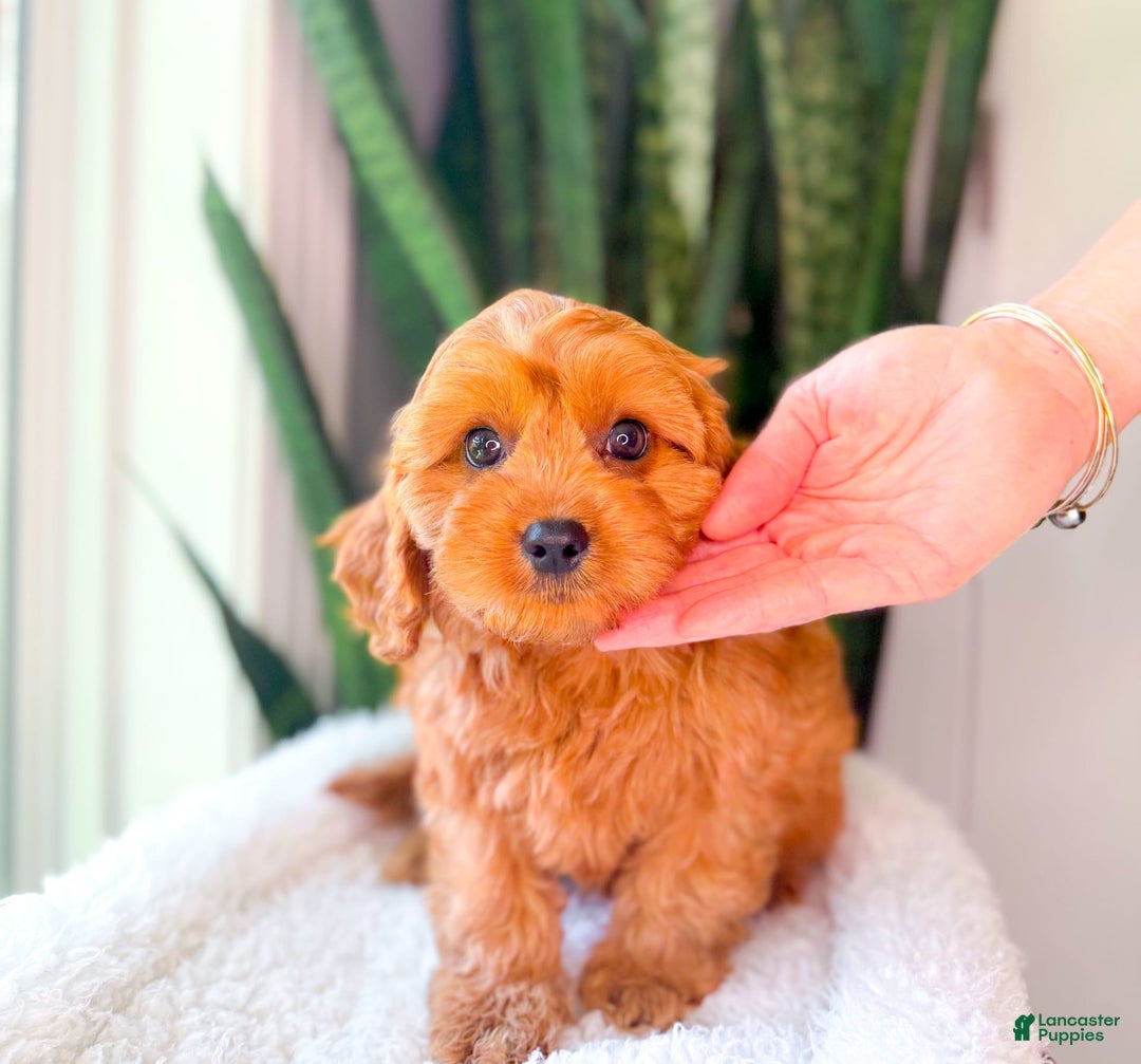 Cavapoo dogs for sale: Isaiah - Image 10