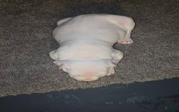 American Bully dogs for sale: Snow - Image 2