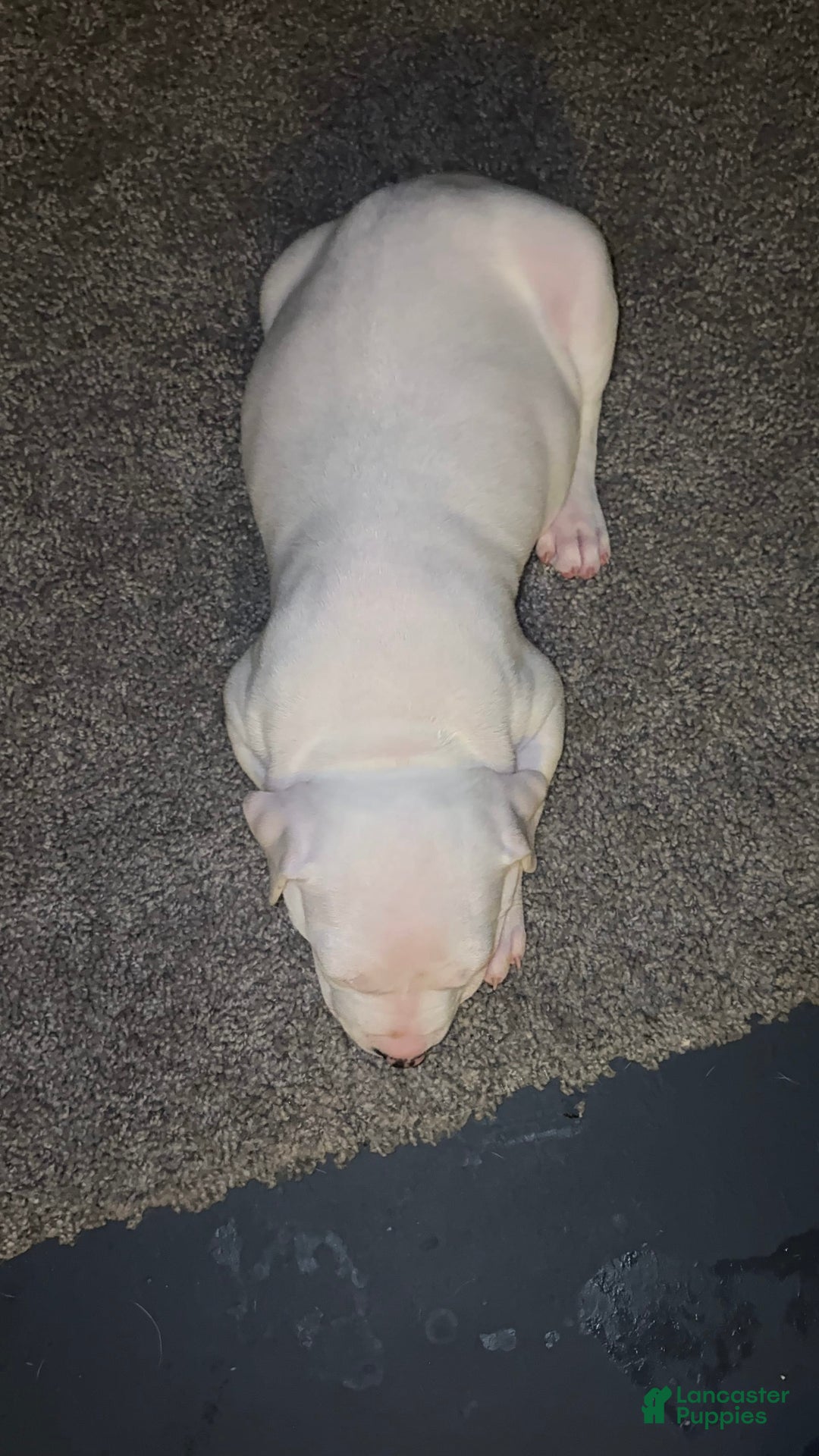 American Bully dogs for sale: Snow - Image 2