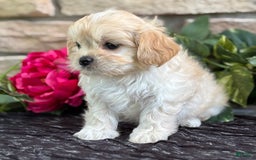 Cavalier King Charles Spaniel dogs for sale: Enzo - Image 4