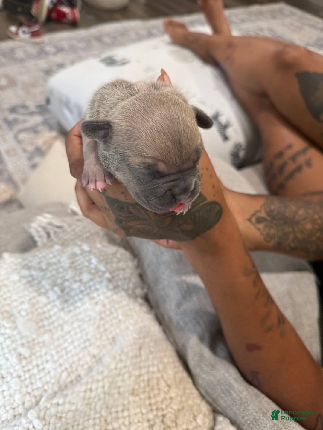 French Bulldog dogs for sale: Viva - Image 5
