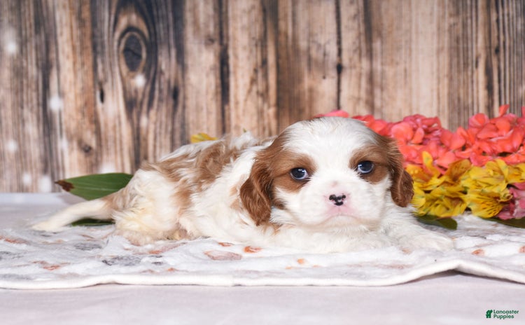 Cavalier King Charles Spaniel dogs for sale - Ad 5