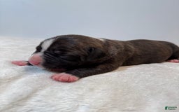 American Bully dogs for sale: Shadow - Image 3