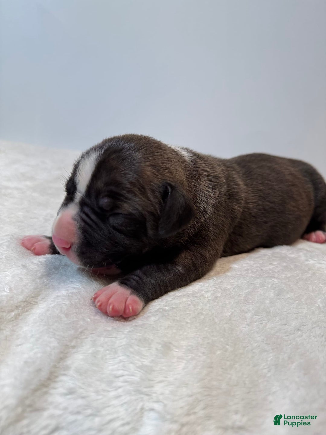 American Bully dogs for sale: Shadow - Image 3