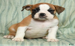 Beabull dogs for sale: Kenton - Image 3