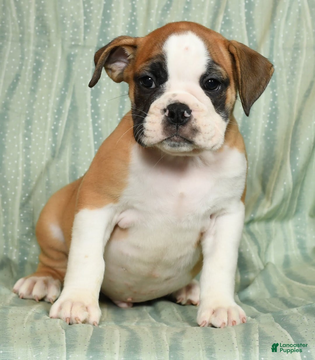 Beabull dogs for sale: Kenton - Image 3