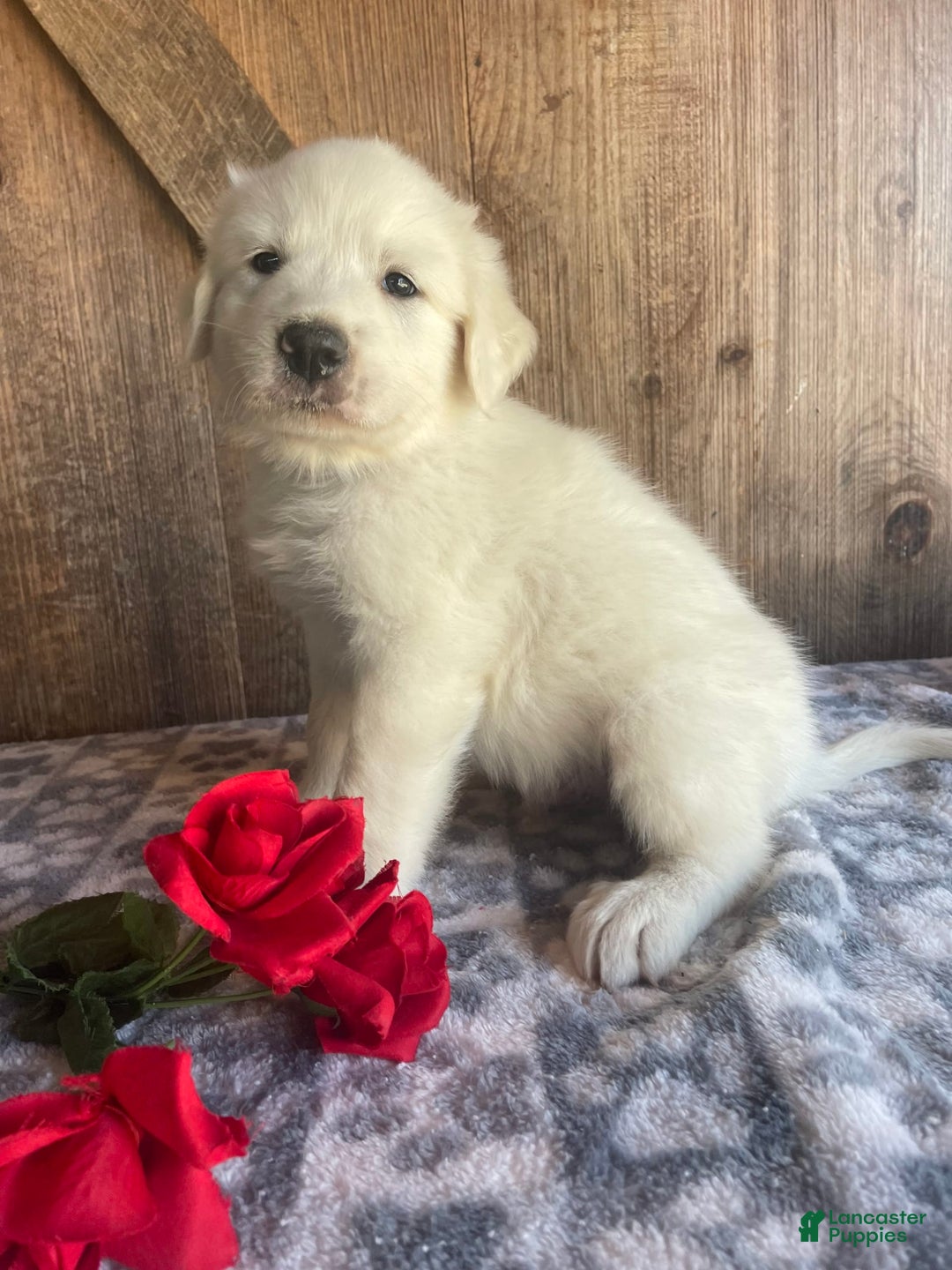 Great Pyrenees dogs for sale: Apollo - Image 2