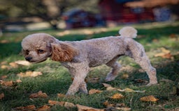 Miniature Poodle dogs for sale: Lexi - Image 7