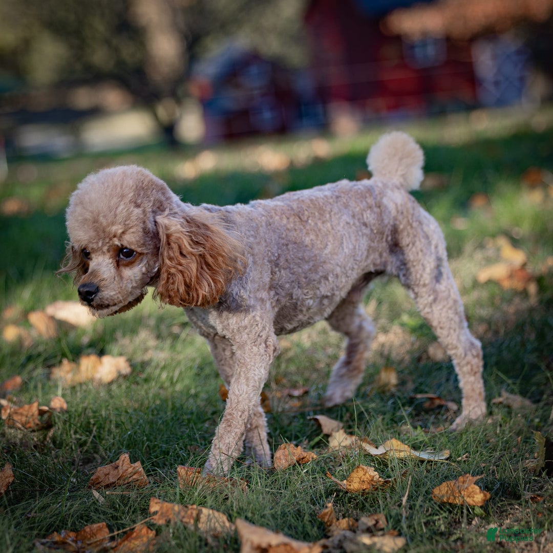 Miniature Poodle dogs for sale: Lexi - Image 7