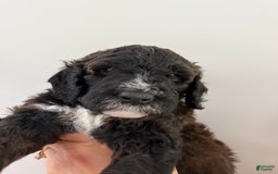 Bernedoodle dogs for sale: Light Blue Collar Girl - Image 5