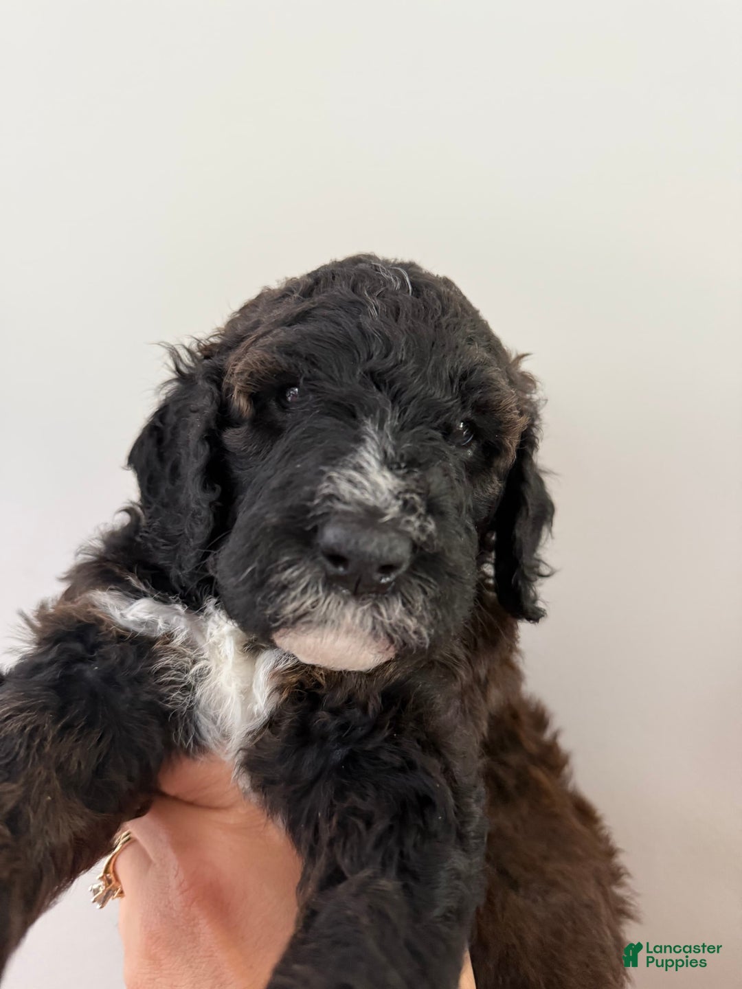 Bernedoodle dogs for sale: Light Blue Collar Girl - Image 5