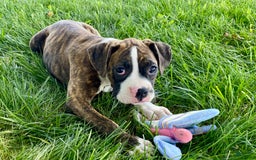 Boxer dogs for sale: River - Image 4