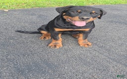 Rottweiler dogs for sale: Princess Stellaria-doneyuno - Image 1