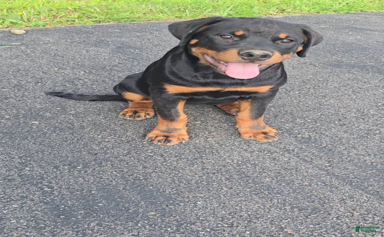 Rottweiler dogs for sale - Ad 1