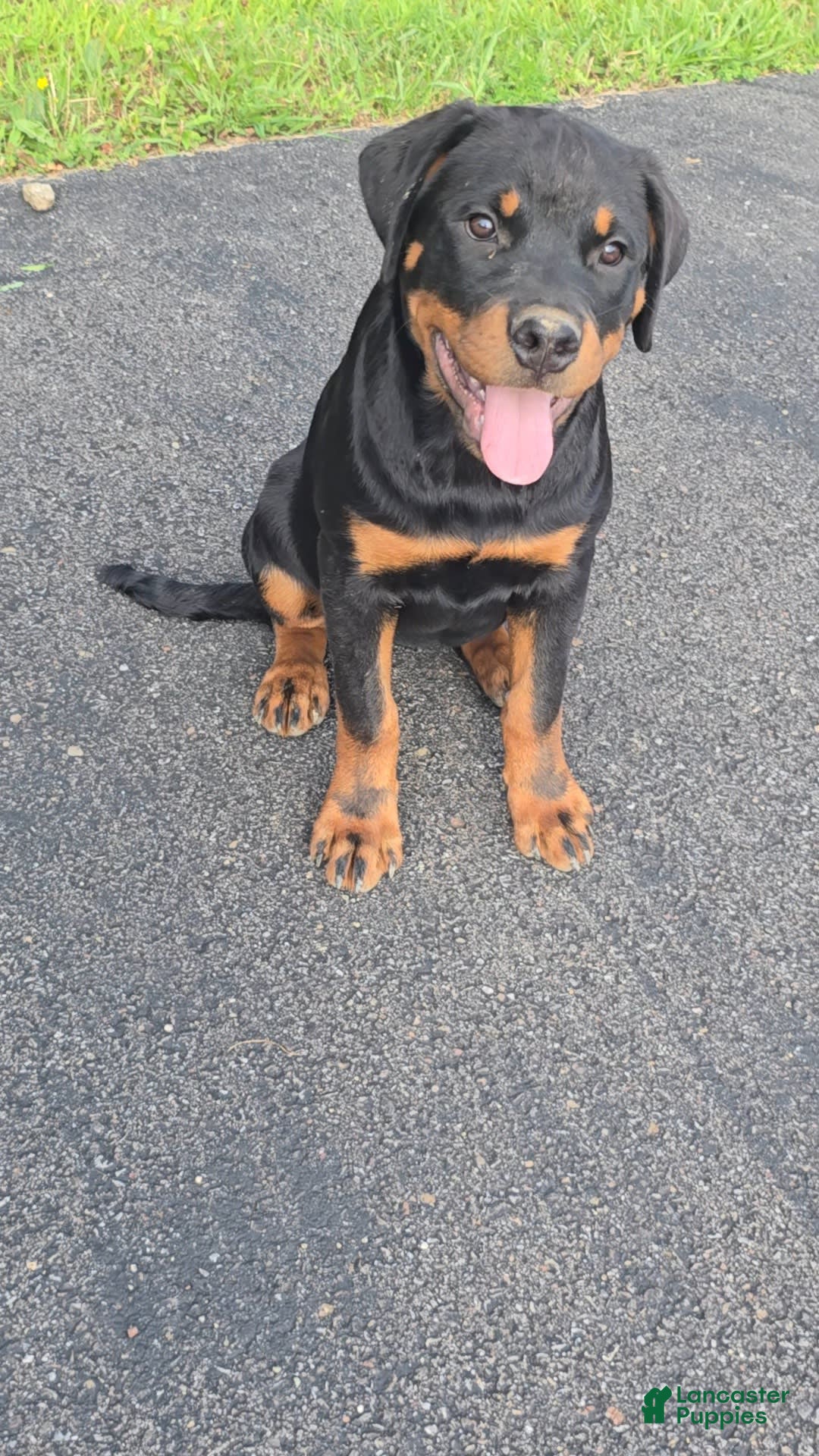Rottweiler dogs for sale: Princess Stellaria-doneyuno - Image 1