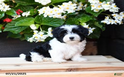 Maltese dogs for sale: Jem - Image 2