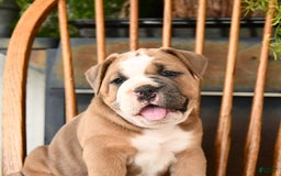 Olde English Bulldogge dogs for sale: Emerald - Image 3