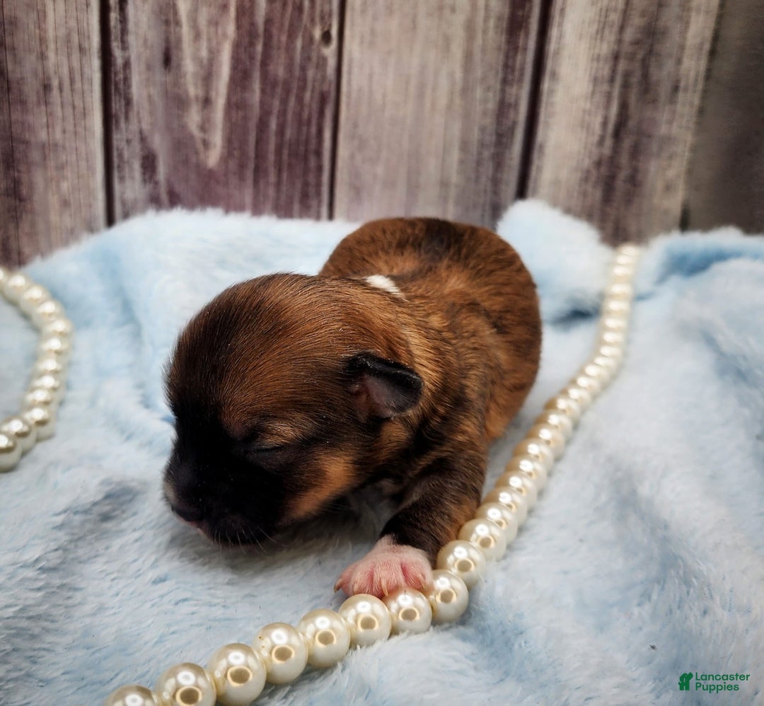 Chinese Crested dogs for sale: April - Image 3