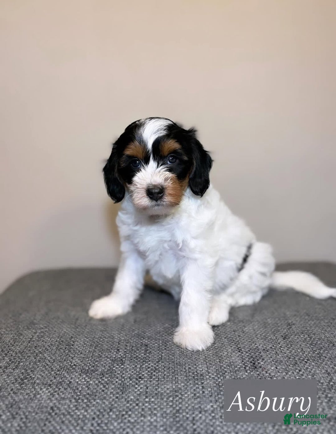 Mini Aussiedoodle dogs for sale: Asbury - Image 3