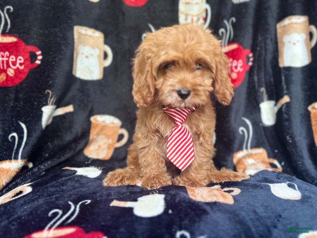 Cavapoo dogs for sale: Ringo - Image 7