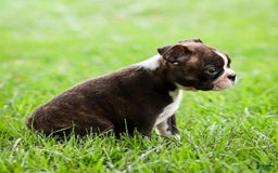 Boston Terrier dogs for sale: Darla - Image 2