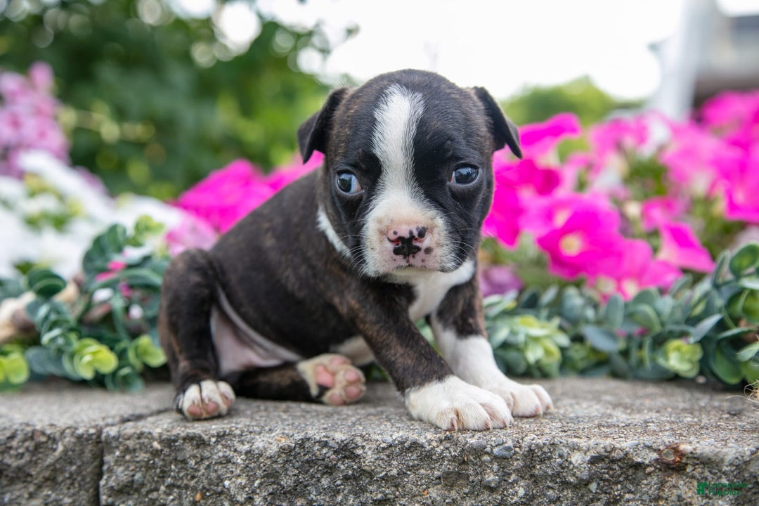 Boston Terrier dogs for sale: Margie - Image 2
