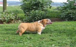 English Bulldog dogs for sale: Wiggles - Image 4